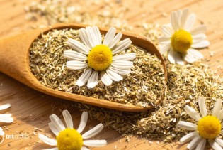 Pet razloga da kamilicu uvrstite u svakodnevnu rutinu