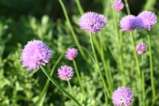 Počinje sezona vlašca: Sitna biljka s velikim zdravstvenim benefitima