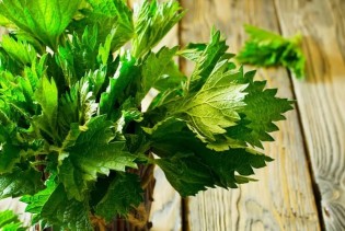 Zaboravljena biljka koja vraća energiju i jača imunitet