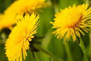 Biljka koju mnogi gaze, a prava je riznica vitamina i minerala