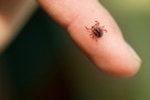 Opasnost vreba iz trave: Sve što trebate znati o ujedu krpelja