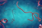 Novi val ebole izazvao uzbunu, za ovaj virus još nema vakcine
