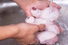 Bakterije se šire brže nego što mislite: Oprez pri pripremi piletine