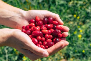 Raste svuda oko nas, a rijetko ko ga bere: Ova crvena bobica čuva srce i prepuna je vitamina C