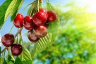 Trešnje su pune vitamina, ali nekim ljudima mogu izazvati probleme