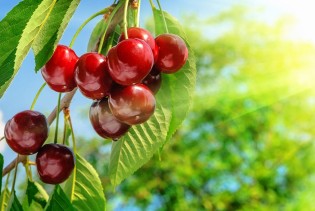 Trešnje su pune vitamina, ali nekim ljudima mogu izazvati probleme