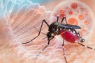Virus Zapadnog Nila hara regijom: Imaju li bh. građani razloga za paniku?