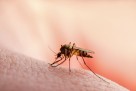 INZ: Šta treba znati i kako prevenirati zarazu Virusom Zapadnog Nila
