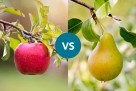 Jabuka ili kruška? Jedna ima više vlakana, druga vitamina C
